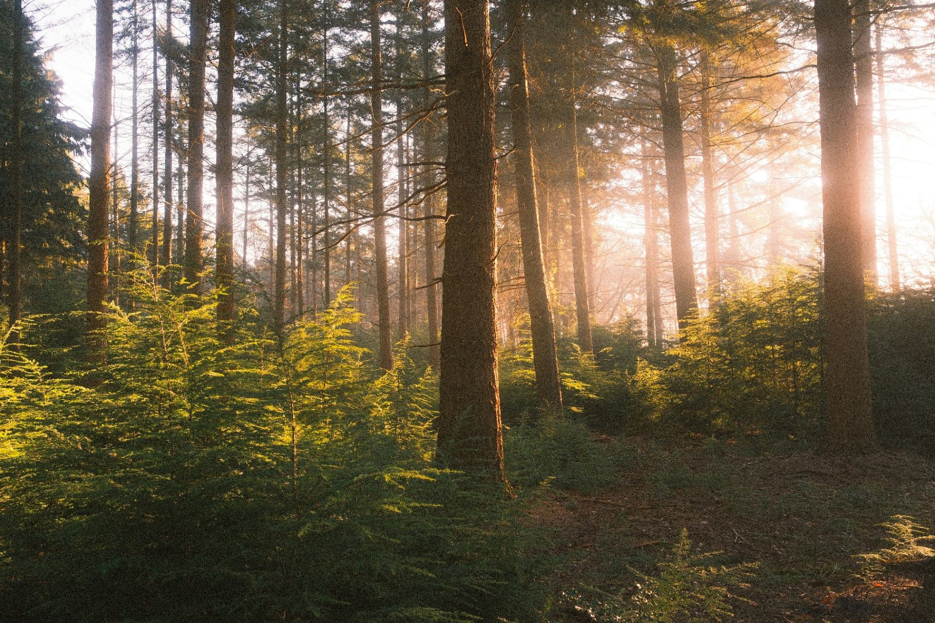 Floresta da Serra da Lousã